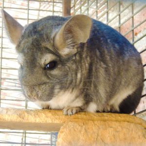 chinchilla