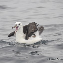 albatros de ceja negra- Thalassarche melanophris